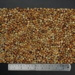 Arabica Wine