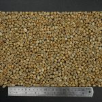 Arabica Natural