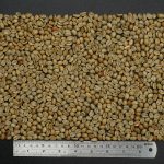 Arabica Honey