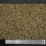 Arabica Fullwashed (Dry Hull)